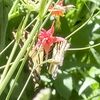 lilliesn_04